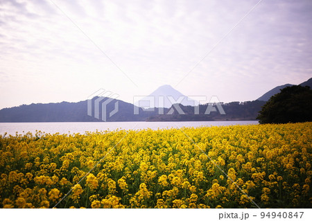 鹿児島の開聞岳と池田湖の菜の花 94940847