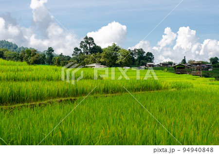 Green rice terrace field at Pa Pong Piang village in Chiang Mai, Thailand 94940848