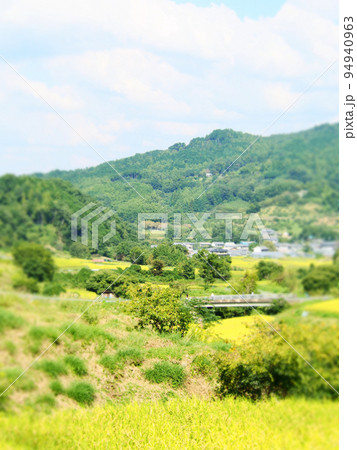 稲刈りの季節の棚田 94940963