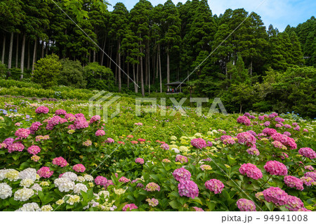 （花風景）初夏のあじさい屋敷 94941008