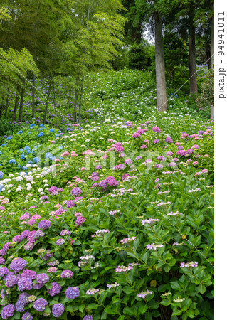 （花風景）初夏のあじさい屋敷 94941011