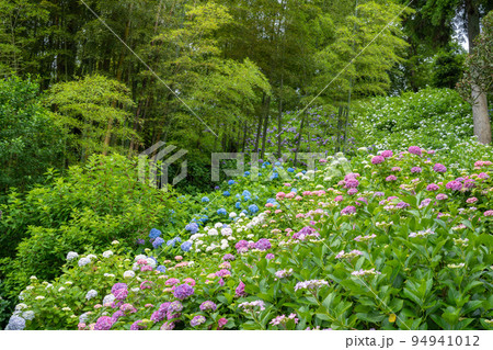 (花風景)初夏のあじさい屋敷 (花風景)初夏のあじさい屋敷 94941012