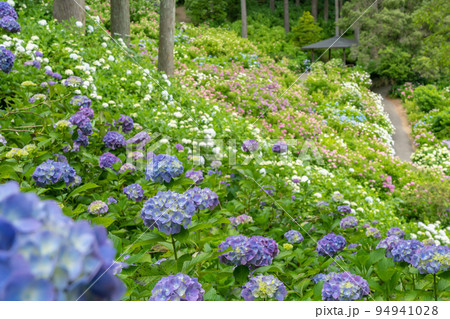 （花風景）初夏のあじさい屋敷 94941028