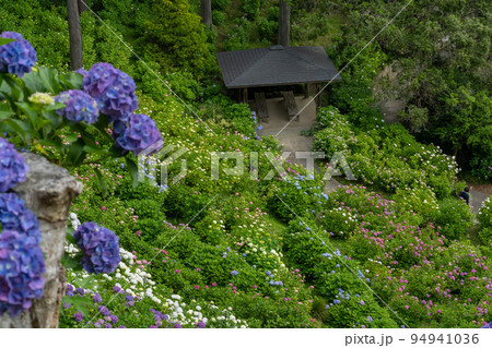 (花風景)初夏のあじさい屋敷 (花風景)初夏のあじさい屋敷 94941036