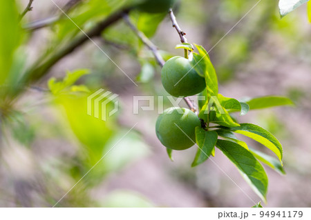 Fruit greengage on the tree 94941179