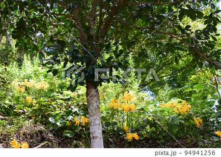 舞鶴城公園の黄色の彼岸花 94941256