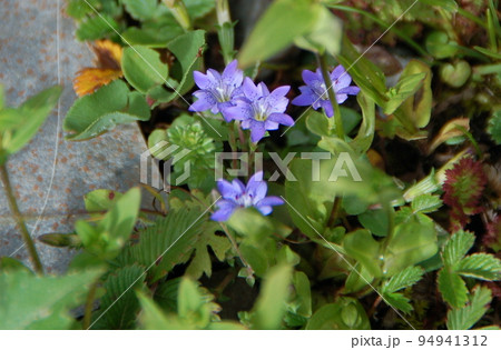 中国　四川省　四姑娘山鎮　海子溝に咲くリンドウ科リンドウ属Gentiana abaensis 94941312