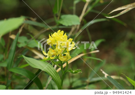 埼玉県森林公園の木陰に咲くキンランの花 埼玉県森林公園の木陰に咲くキンランの花 94941424