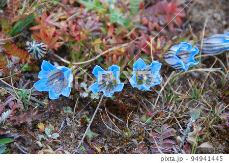 ネパール　クーンブ地方　キャジョマ　エベレスト街道に咲くリンドウ科リンドウ属Gentiana orn 94941445