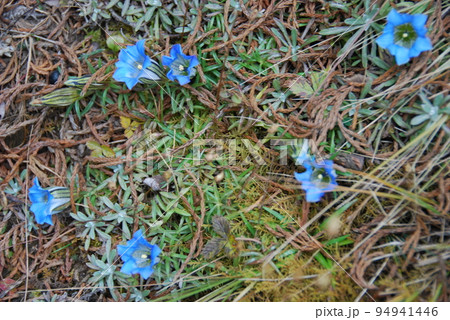 ネパール クーンブ地方 キャジョマ エベレスト街道に咲くリンドウ科リンドウ属Gentiana orn ネパール クーンブ地方 キャジョマ エベレスト街道に咲くリンドウ科リンドウ属Gentiana orn 94941446