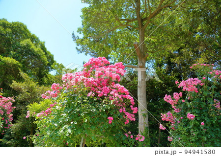 バラの花 バラの花 94941580