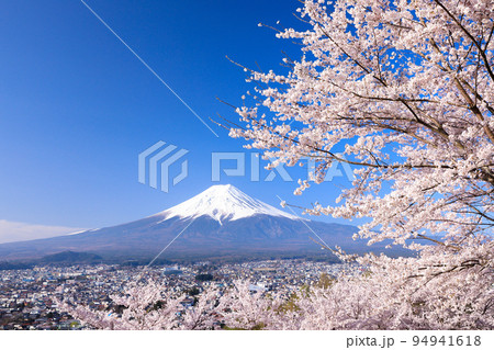 春爛漫の新倉山公園の桜と富士山の絶景 山梨県富士吉田市 春爛漫の新倉山公園の桜と富士山の絶景 山梨県富士吉田市 94941618
