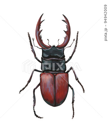 Stag beetle, lucanus cervus, isolated on white background. Hand painted detailed illustration. Stag beetle, lucanus cervus, isolated on white background. Hand painted detailed illustration. 94942009