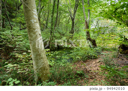 獅子ヶ鼻湿原の湧水池　「出壺」　秋田県 94942010