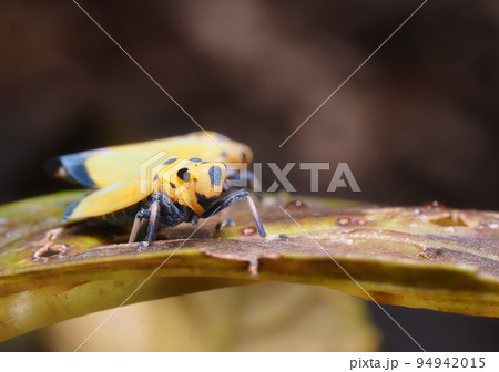 ツマグロオオヨコバイ ツマグロオオヨコバイ 94942015