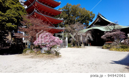福岡の東長寺の五重の塔と梅 福岡の東長寺の五重の塔と梅 94942061