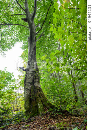 ブナの木を見上げる　秋田県　獅子ヶ鼻湿原出壺　 94942131