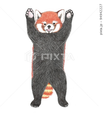 威嚇をするレッサーパンダのイラスト素材のイラスト素材 [94942227