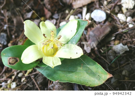 タカクマホトトギス（高隅杜鵑草）咲き始め 94942342