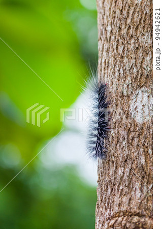 Woolly Bear Caterpillar Woolly Bear Caterpillar 94942621