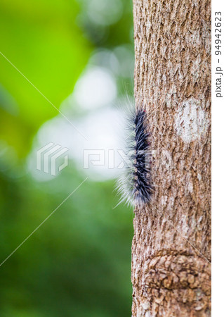 Woolly Bear Caterpillar Woolly Bear Caterpillar 94942623