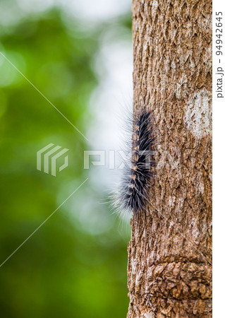 Woolly Bear Caterpillar 94942645