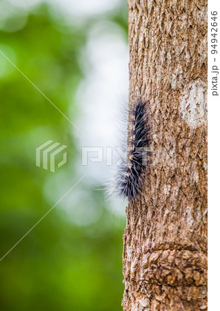 Woolly Bear Caterpillar Woolly Bear Caterpillar 94942646