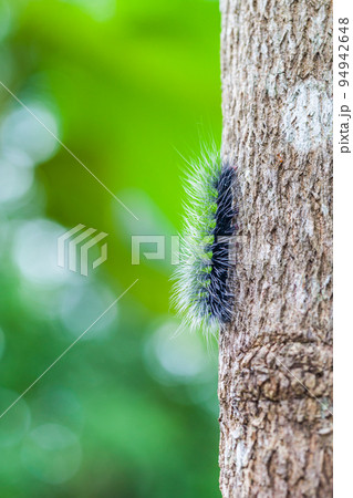 Woolly Bear Caterpillar Woolly Bear Caterpillar 94942648