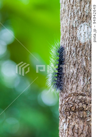 Woolly Bear Caterpillar Woolly Bear Caterpillar 94942649