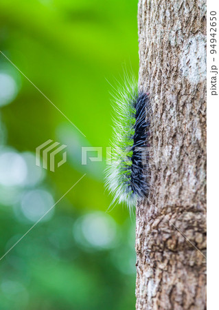 Woolly Bear Caterpillar Woolly Bear Caterpillar 94942650