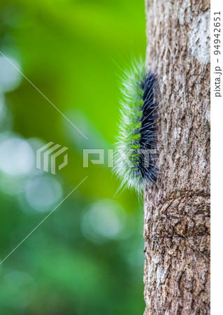 Woolly Bear Caterpillar Woolly Bear Caterpillar 94942651