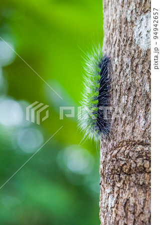 Woolly Bear Caterpillar Woolly Bear Caterpillar 94942657