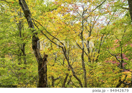 秋のドッコ沼（西蔵王）　紅葉の風景　山形県山形市　　 94942679
