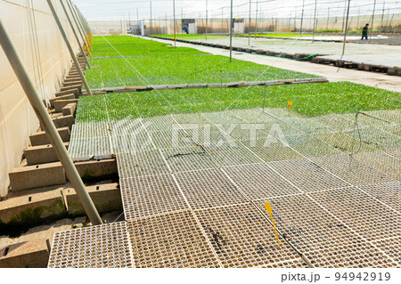 Fresh green seedlings in cassette tray in large greenhouse 94942919