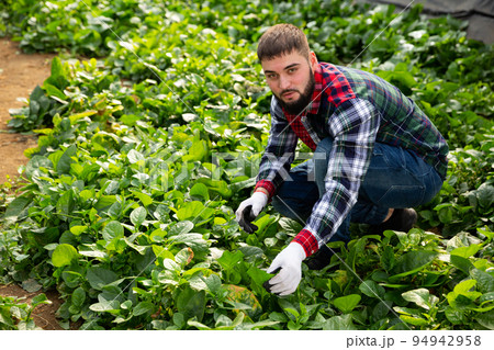 Farmer caring for young houseplants 94942958