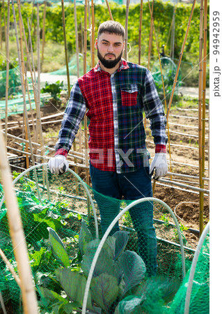 Farmer near beds with cabbage Farmer near beds with cabbage 94942959