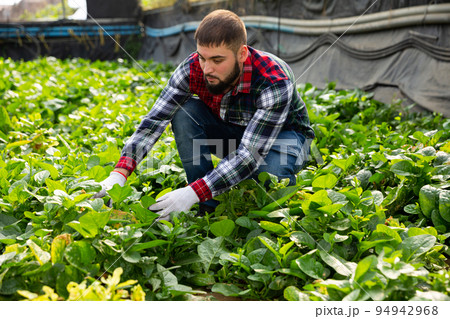 Farmer caring for young houseplants Farmer caring for young houseplants 94942968