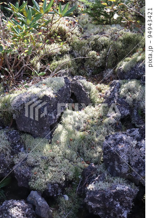 富士山奥庭遊歩道の白い苔 富士山奥庭遊歩道の白い苔 94943421