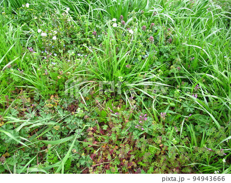 畑の用水路土手に咲く春の野草 94943666