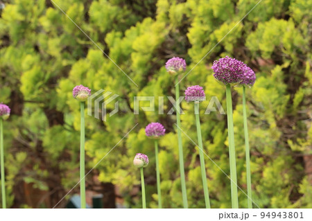 アリウム ギガンテウムの花 アリウム ギガンテウムの花 94943801