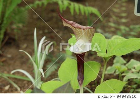 ユキモチソウの花 ユキモチソウの花 94943810
