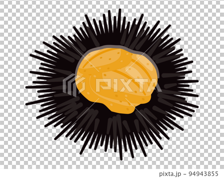 ウニのイラスト ウニのイラスト 94943855