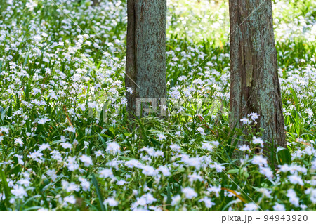 シャガの花の群生 シャガの花の群生 94943920