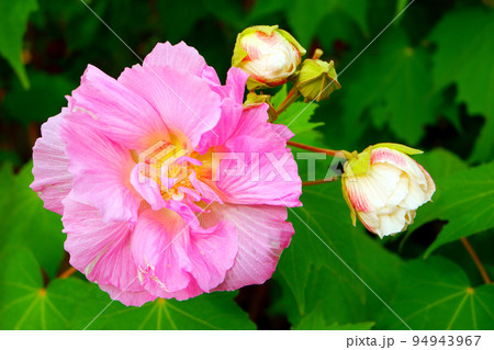 白からピンクに変色した酔芙蓉 白からピンクに変色した酔芙蓉 94943967