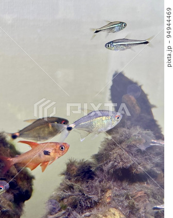 熱帯魚 へミグラムス アームストロンギ 熱帯魚 へミグラムス アームストロンギ 94944469