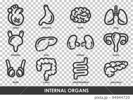 Simple monochrome icon set of internal organs 94944720