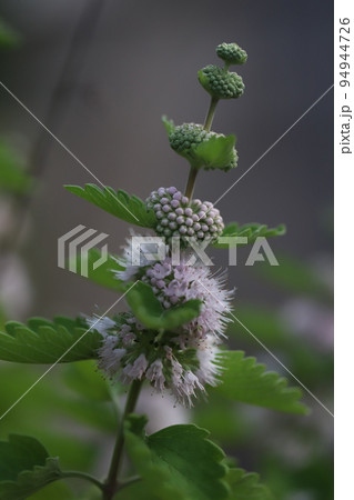 日本の秋の公園に咲く薄紫色のダンギクの花 日本の秋の公園に咲く薄紫色のダンギクの花 94944726