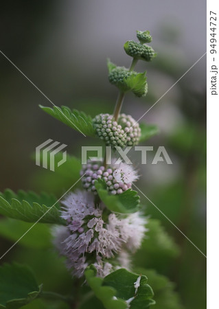 日本の秋の公園に咲く薄紫色のダンギクの花 日本の秋の公園に咲く薄紫色のダンギクの花 94944727