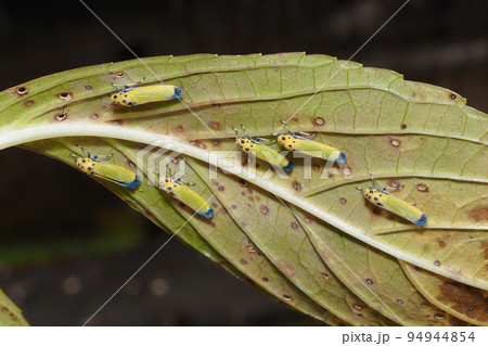 ツマグロオオヨコバイ 94944854