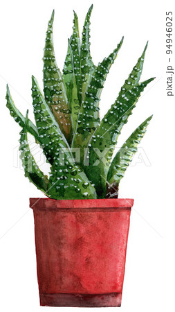 多肉植物で人気の十二の巻 94946025